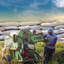 Ini Ramalan Lembaga AS Soal Produksi Beras ASEAN: Siapa Kalahkan RI?