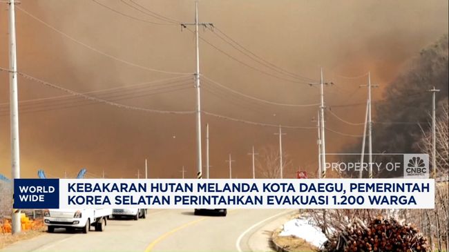 Video: Kebakaran Hutan Kota Daegu, 1.200 Warga Korsel Dievakuasi
