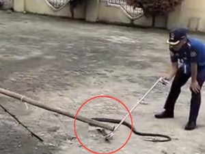 Upaya Damkar Sidrap Evakuasi King Cobra Mangsa Piton dari Rumah Warga