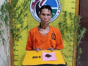 Warga Sidimpuan Tanam Ganja di Samping Rumah, Kemas Sendiri Lalu Dijual