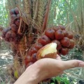 Marak Tambang Pasir, Malapetaka Ancam Kebun Salak Pondoh di Merapi