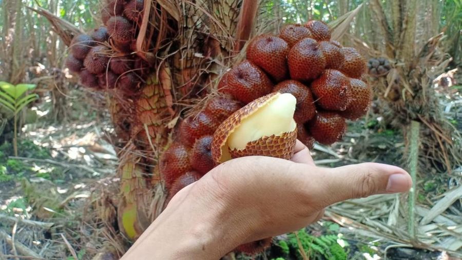 Salak pondoh lereng Gunung Merapi. (Dok.Istimewa)