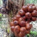Ternyata Salak 