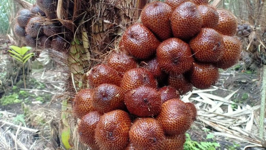 Salak pondoh lereng Gunung Merapi. (Dok.Istimewa)