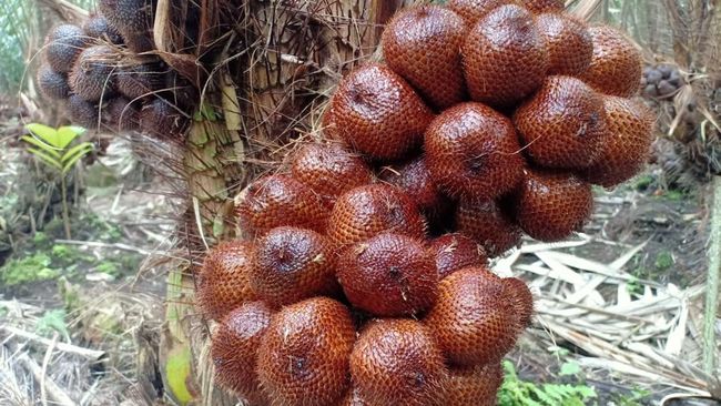 Ternyata Salak "Ditakuti" Buncit, RI Penguasanya-Laku Keras di China