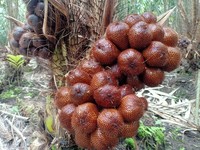 Ternyata Salak 