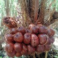 Petani Salak Merapi Teriak Marak Tambang Pasir, Produksi Ambruk Parah