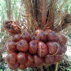 Petani Salak Merapi Teriak Marak Tambang Pasir, Produksi Ambruk Parah