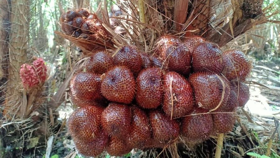 Salak pondoh lereng Gunung Merapi. (Dok.Istimewa)