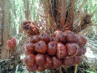 Petani Salak Merapi Teriak Marak Tambang Pasir, Produksi Ambruk Parah