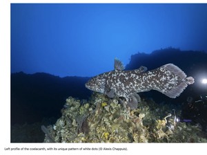 Super Langka! Ikan Purba Coelacanth Terpotret Ilmuwan di Laut Maluku Indonesia
