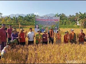 Wabup Supriatna Dorong Budi Daya Padi Organik di Buleleng