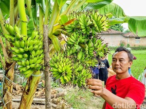 Ajaib! Pohon Pisang di Ponorogo Berbuah 6 Tandan Sekaligus