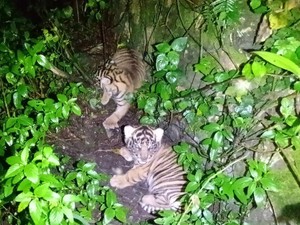 2 Anak Harimau Sumatera Lahir di Sanctuary Barumun, Namanya Nunuk dan Ninik