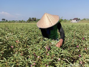Petani Tersenyum Lebar, Bunga Pacar Air Kini Dihargai Rp 25 Ribu per Kg