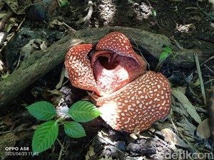 Bunga Rafflesia Zollingeriana Mekar di 36 Titik Hutan Banyuwangi Utara
