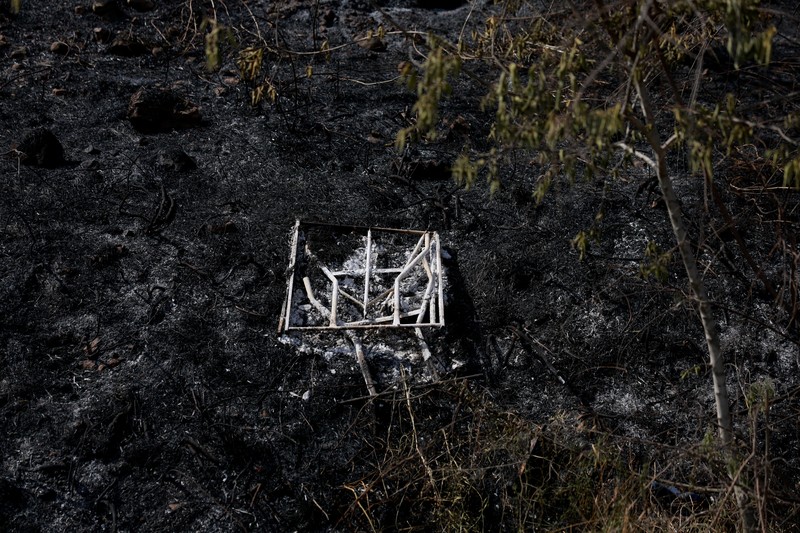 Seorang petugas pemadam kebakaran bekerja di dekat Latrun, sehari setelah kebakaran hutan terjadi akibat panas ekstrem dan angin, di Israel tengah, 1 Mei 2025. (REUTERS/Ammar Awad)