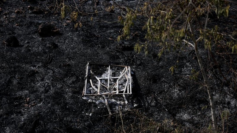 Seorang petugas pemadam kebakaran bekerja di dekat Latrun, sehari setelah kebakaran hutan terjadi akibat panas ekstrem dan angin, di Israel tengah, 1 Mei 2025. (REUTERS/Ammar Awad)