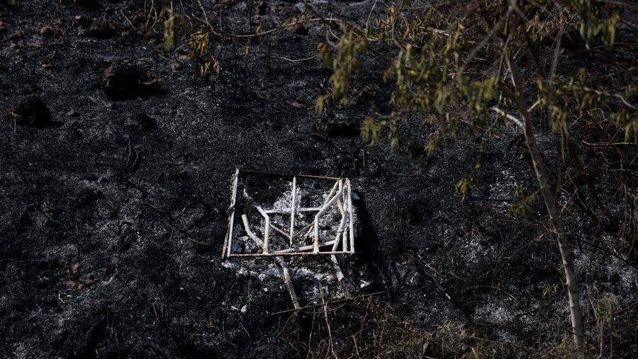 Seorang petugas pemadam kebakaran bekerja di dekat Latrun, sehari setelah kebakaran hutan terjadi akibat panas ekstrem dan angin, di Israel tengah, 1 Mei 2025. Seorang petugas pemadam kebakaran bekerja di dekat Latrun, sehari setelah kebakaran hutan terjadi akibat panas ekstrem dan angin, di Israel tengah, 1 Mei 2025. (REUTERS/Ammar Awad)