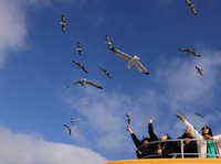 Tren Baru di Turki: Turis Beri Makan Burung Camar di Atas Kapal