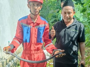 Kobra Jawa Ditemukan di Tumpukan Genting, Berawal Curiga Ayam Mati Misterius