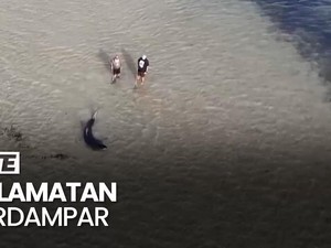 Melihat Aksi Ayah-Anak Selamatkan Hiu Terdampar di Pesisir Australia