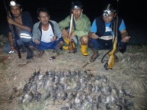 Mengintip Tradisi Berburu Tikus di Gresik yang Berhadiah Uang