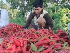 Harga Bahan Pokok Anjlok, Petani di Sumut Menjerit