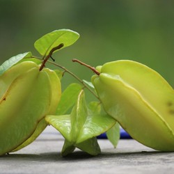 Ekspornya Melonjak 1.000%, Apa Istimewanya Belimbing Indonesia?