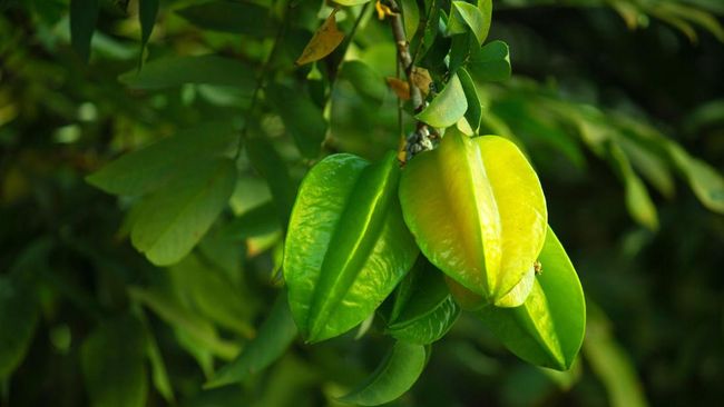 Republik Dominika Borong Daun Belimbing RI, Ternyata Punya Khasiat Ini
