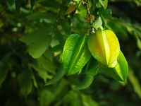 Republik Dominika Borong Daun Belimbing RI, Ternyata Punya Khasiat Ini