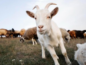 Berapa Syarat Minimal Umur Kambing yang Akan Disembelih untuk Kurban?