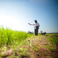 Heboh Petani Jawa Mendadak Ketemu Emas 16 Kg Saat Gali Sawah