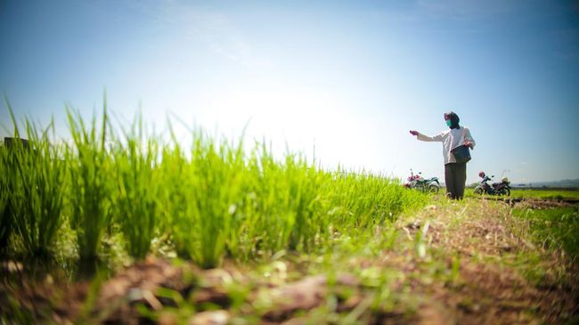 Proyeksi BPS: Produksi Gabah dan Beras Kompak Naik di Juni 2025