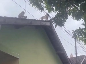 Puluhan Monyet Masuk ke Permukiman di Mataram, Warga Ketakutan