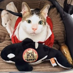 Deretan Pemimpin Negara yang Punya Peliharaan Kucing, Ada Bobby!