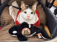 Deretan Pemimpin Negara yang Punya Peliharaan Kucing, Ada Bobby!