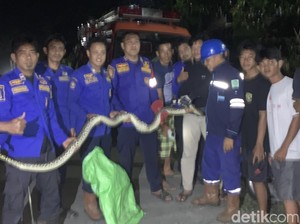 Piton 3 Meter Ngumpet di Kolong Rumah, Diduga Hibernasi Usai Mangsa Ayam