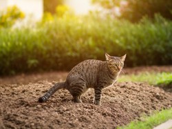 Cara Menghilangkan Bau Kotoran Kucing di Halaman Rumah Cara Menghilangkan Bau Kotoran Kucing di Halaman Rumah