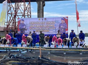 Dukung Program Ketahanan Pangan di Batola, 170.000 Bibit Ikan Nila Ditebar
