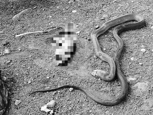 Kala Ular Kobra Bikin Kaget Warga Garut Usai Tepergok Ngumpet di WC