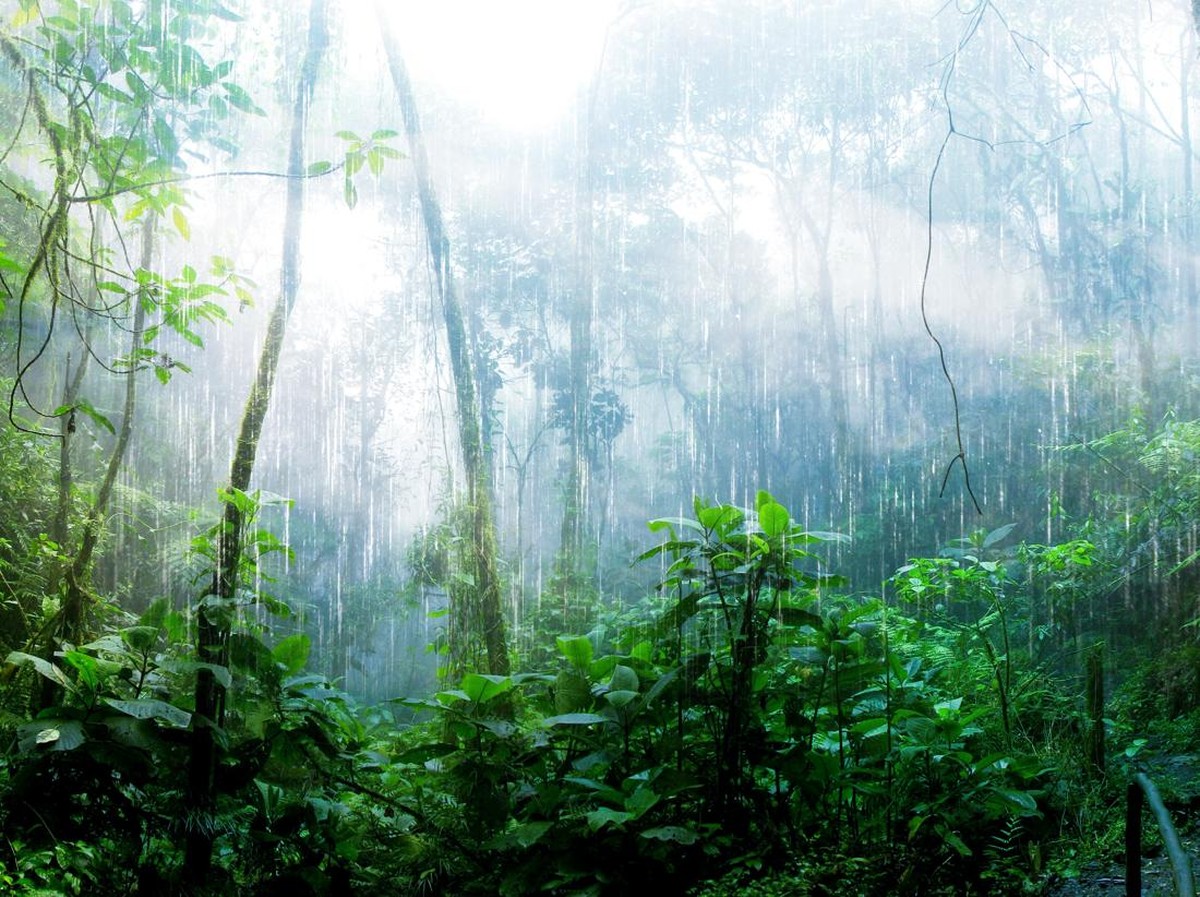 Suhu Ekstrem Ganggu Fotosintesis di Hutan Tropis, Ancaman Pemanasan Global