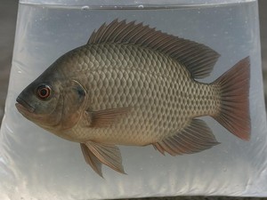Mahasiswa KKN di Kudus Minta Maaf Usai Sebar Ikan Invasif ke Sungai Jurang