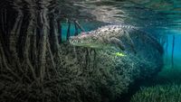Karya Memukau Jawara Kontes Foto Mangrove, Ada dari Indonesia