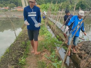 Para Petani di Pangandaran Cari Lubang untuk Basmi Hama Tikus