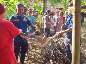 Gagal Mangsa Ayam, Ular Sanca 2,5 Meter Diangkut Damkar Kulon Progo