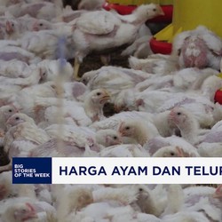 Video: Menanti Intervensi Untuk Harga Ayam dan Telur
