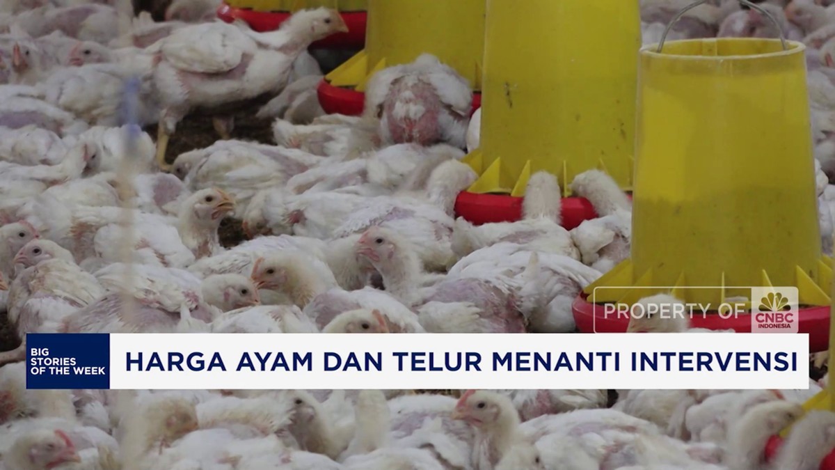 Video Eksklusif: Tantangan Kenaikan Harga Ayam dan Telur - Apa Intervensi yang Diharapkan?