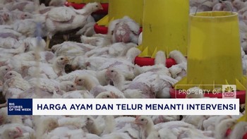 Video: Menanti Intervensi Untuk Harga Ayam dan Telur