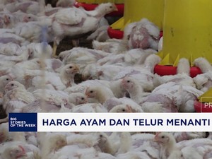 Video: Menanti Intervensi Untuk Harga Ayam dan Telur